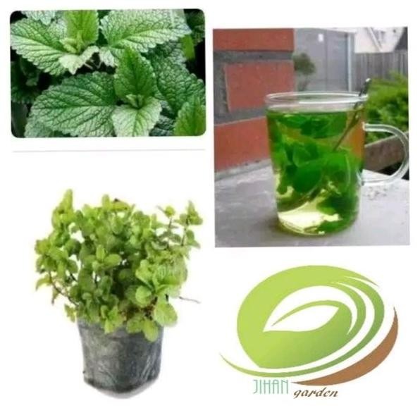 

Terlaris Bibit Tanaman Spearmint- Mentha-Daun Mint