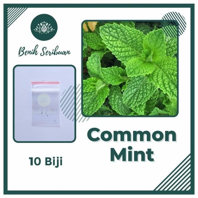 

Terlaris 10 Bibit Daun Common Mint Tanaman Herb Unggul