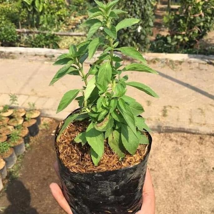 

Terlaris Paket 3 Bibit Tanaman Daun Mint 3 Jenis Dengan Media Zdpjrm 2507Ei