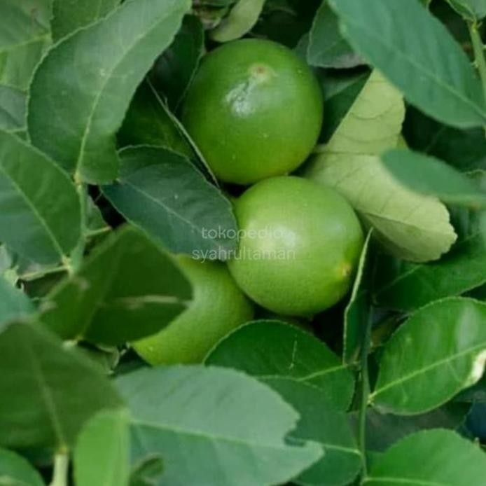 

Terlaris Bibit Tanaman Jeruk Nipis - Pohon Jeruk Nipis Bibit Berkualitas