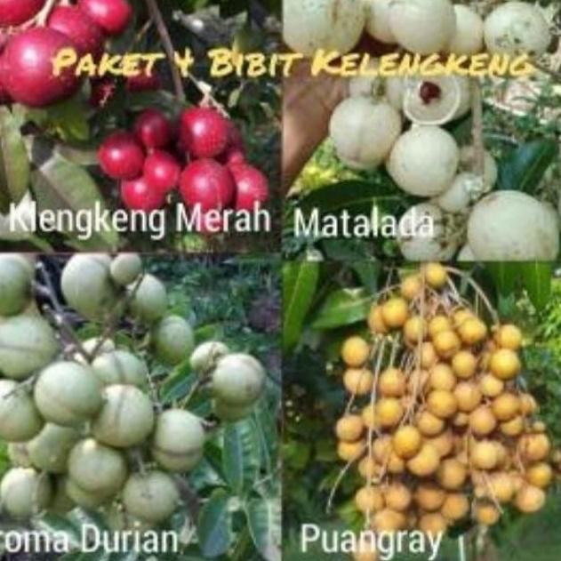 

Terlaris 4 Paket Bibit, Kelengkeng Merah,Matalada,Aroma Durian,Puangray