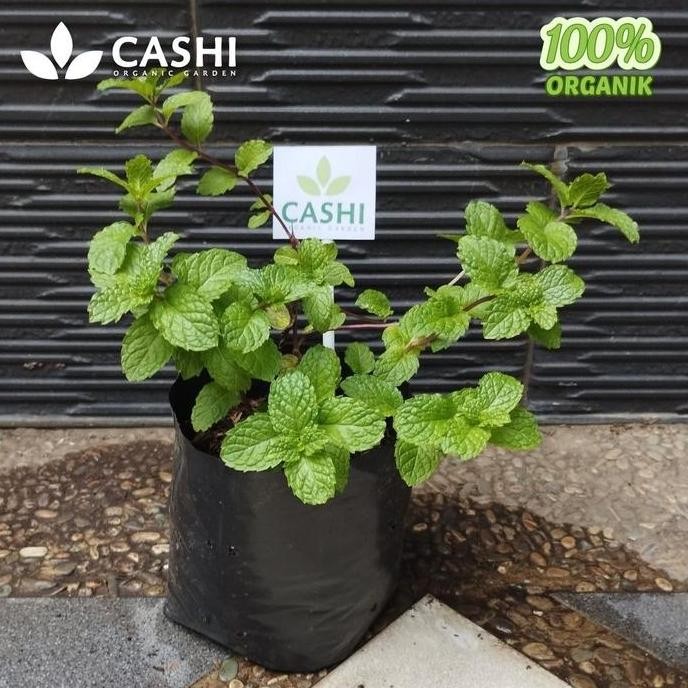 

Terlaris Bibit Daun Mint Herbal Spearmint