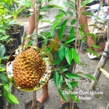 

Terlaris Bibit Durian Duri Hitam Unggul 1 Meter
