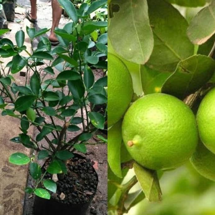 

Terlaris Paket Hemat 3 Benih Bibit Tanaman Jeruk Nipis