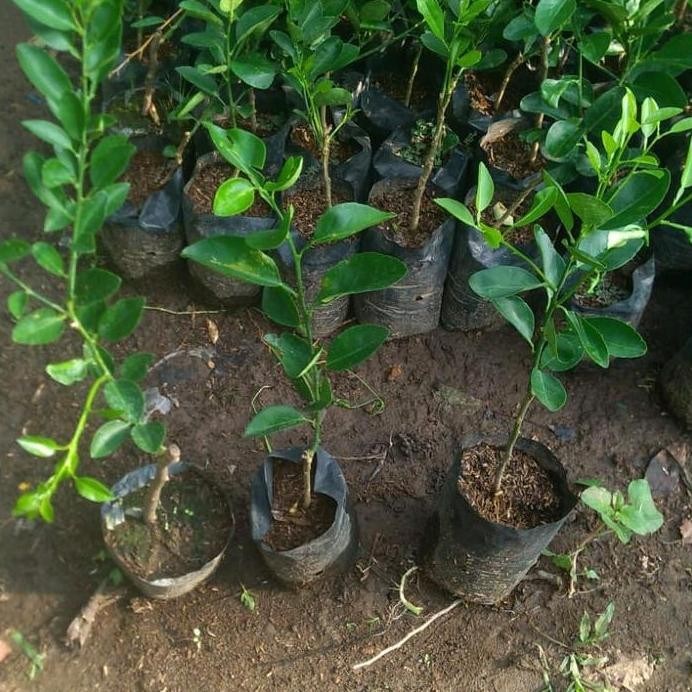 

Terlaris Bibit Jeruk Nipis Okulasi