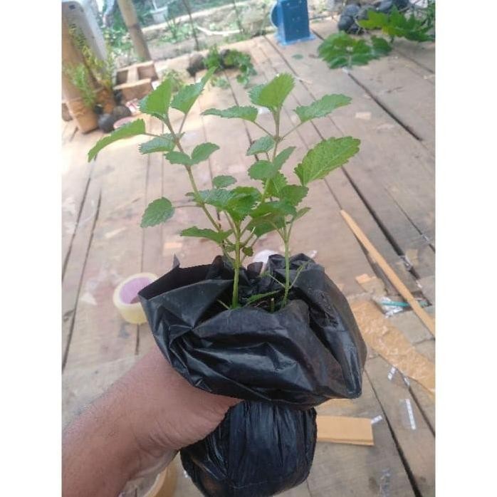 

Terlaris Bibit Tanaman Lemon Balm - Daun Lemon Mint - Tanaman Her Keddda 4208Hp