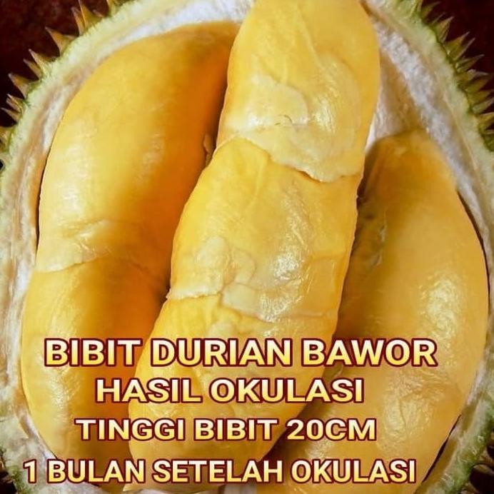 

Terlaris Bibit Tanaman Pohon Durian Bawor Bibit Duren Hasil Okulasi