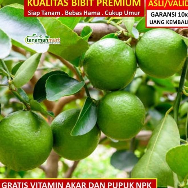 

Terlaris Bibit Tanaman Buah Jeruk Nipis Unggul, Murah, Bergaransi Terlarissss