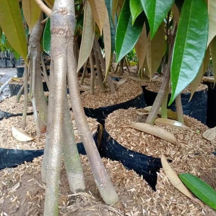 

Terlaris Bibit Durian Montong Super Kaki 4, Batang Besar Dan Bercabang