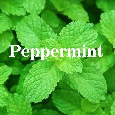 

Terlaris Bibit Biji Benih Herbal Daun Mint Peppermint Aroma Mentol