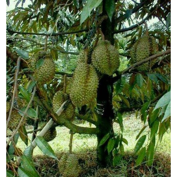 

Terlaris Bibit Durian Montong Super, Cepat Berbuah Ter Murah