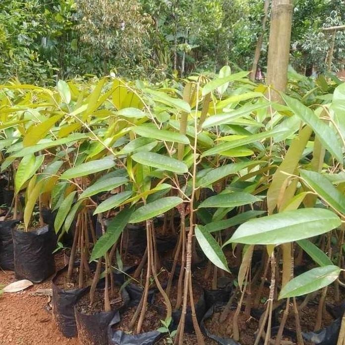 

Terlaris 2 Bibit Durian Musangking Kaki 3