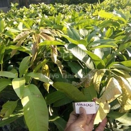 Bibit tanaman buah mangga manalagi madu super PREMIUM