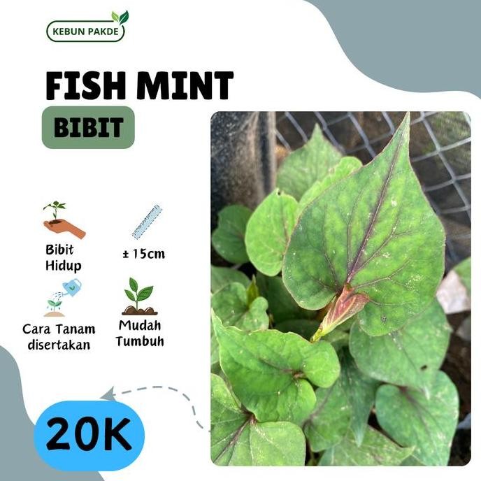 

Terlaris Bibit Tanaman Daun Mint | Amis-Amis | Fish Mint | Siap Tanam