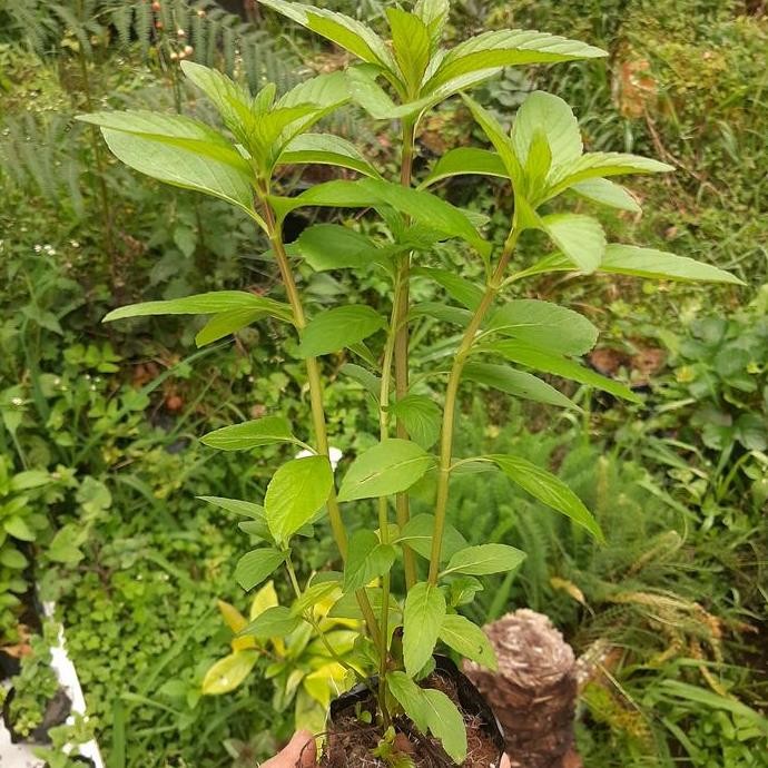 

Terlaris Bibit Mint, Daun Mint, Tanaman Mint, Papermint