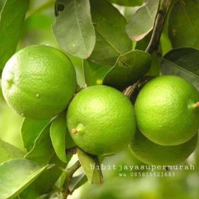 

Terlaris Promo Bibit Buah Jeruk Nipis Supermurah