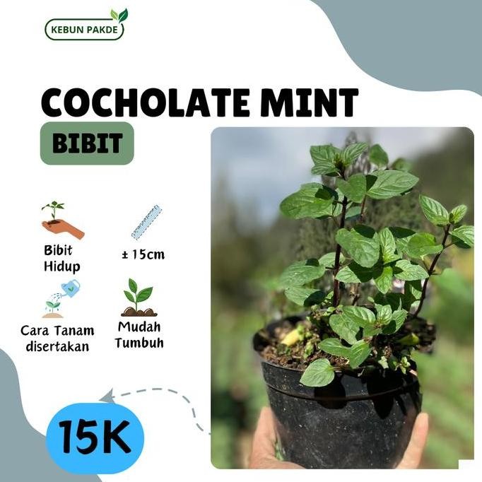 

Terlaris Bibit Tanaman Daun Mint | Chocolate Mint | Coklat Mint | Semriwing | Siap Tanam