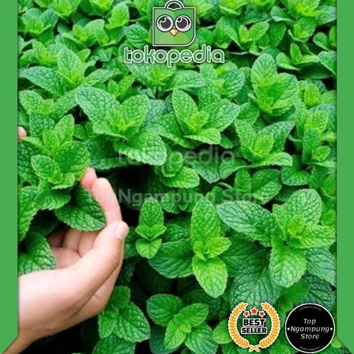

Terlaris Bibit Daun Min Pepermin (Peppermint) Mint Murah
