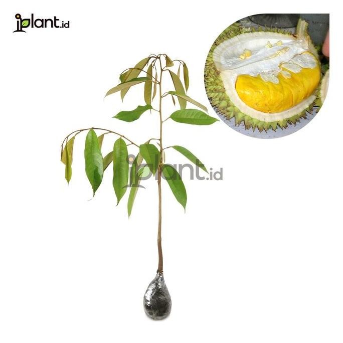 

Terlaris Bibit Tanaman Durian Monthong