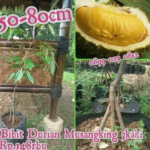 

Terlaris Promo Bibit Durian Musangking 3Kaki