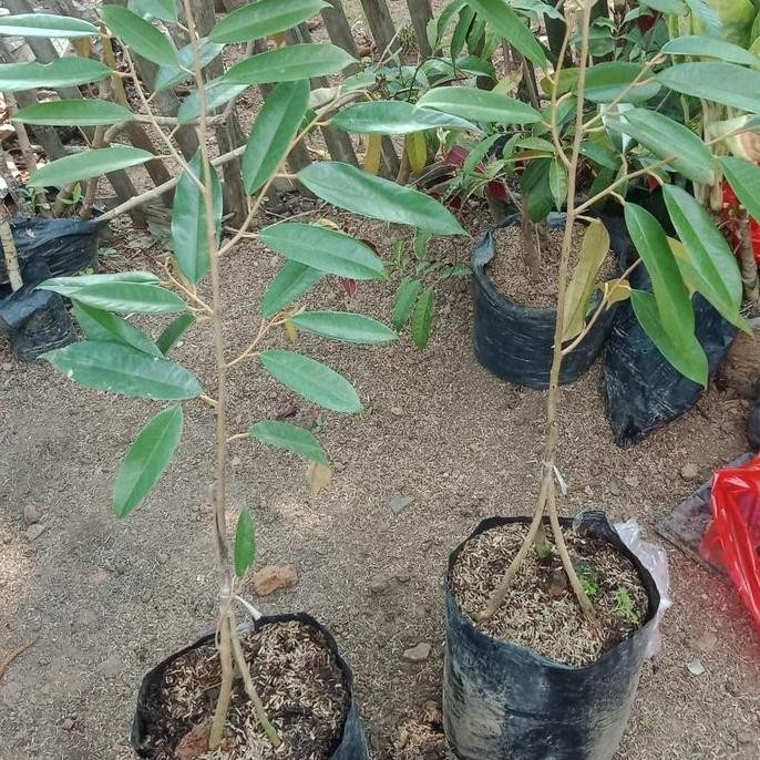 

Terlaris Bibit Durian Matahari Kaki 3