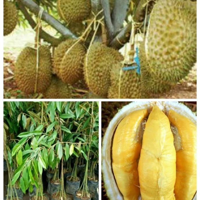 

Terlaris Restock* Bibit Tanaman Durian-Rambutan-Jambu Air-Nangkadak- 'U