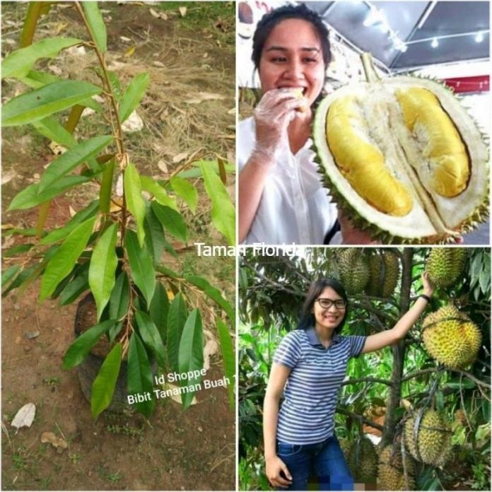 

Terlaris Bibit Tanaman Buah Durian Musangking