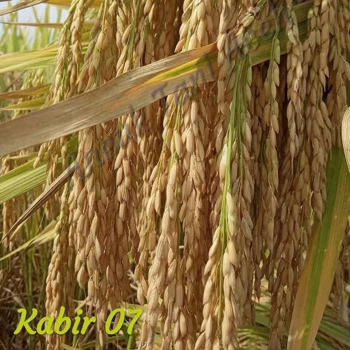 || BANANA / Benih Padi Unggul Kabir 07 ||~~~