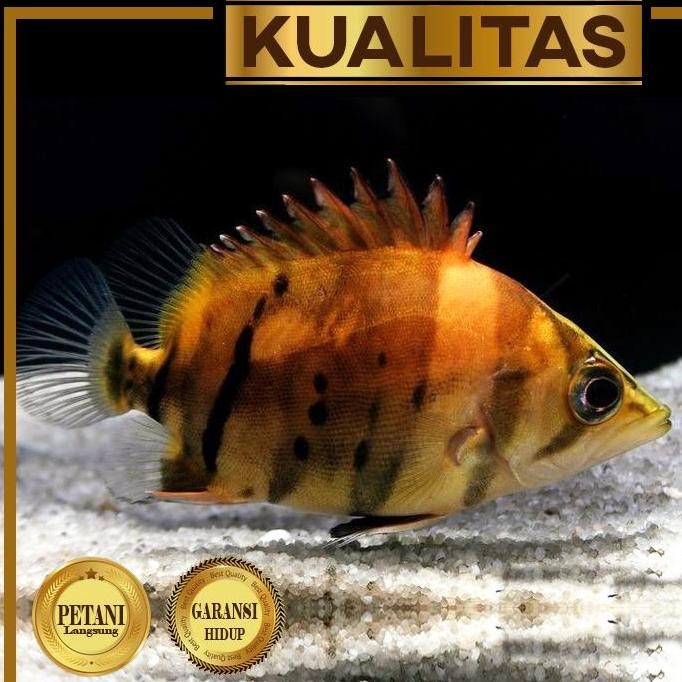 Terlaris Datnoid Tiger Fish (M) Ikan Hias Predator Datz Hiasan Aquarium Aquascape Tanaman Air Tawar