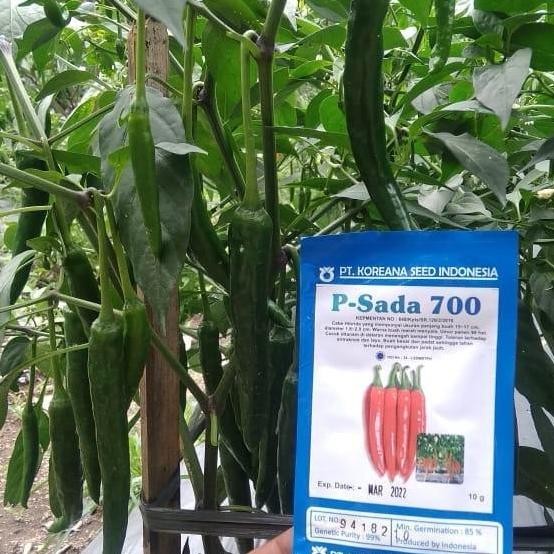 || BANANA / benih cabe p Sada 700 tahan virus ||~~~