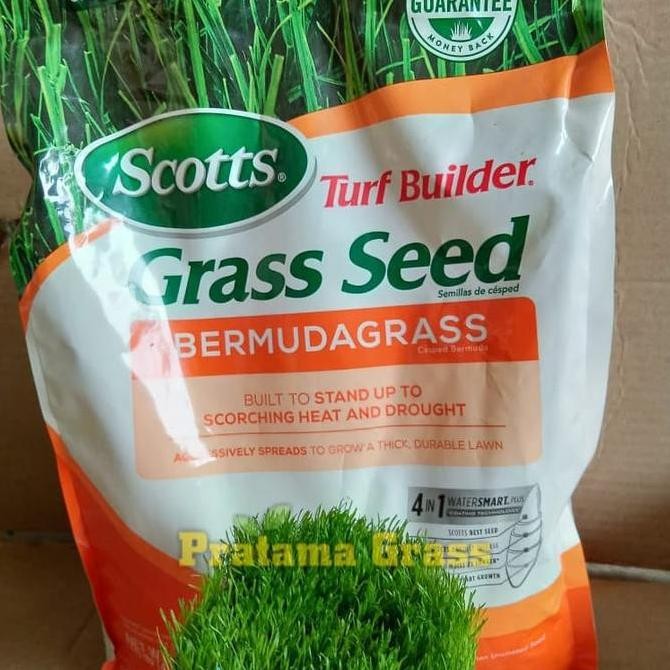 || BANANA / Benih Rumput Jepang - Bibit Rumput Jepang - Rumput Taman ||~~~