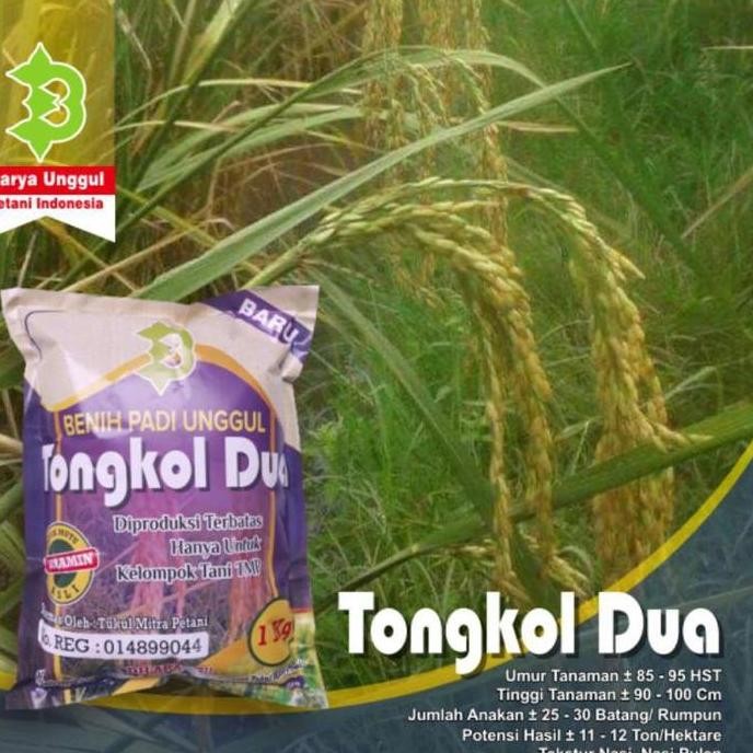 || BANANA / Benih Padi Tongkol 2 Jumbo ||~~~