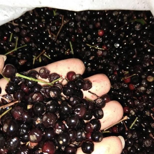 || BANANA / Benih Biji Tanaman Pucuk Merah - Pucuk Merah seed ||~~~