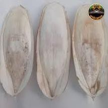 

Um57 Qv21 Tulang Sotong Sedang 1 Pcs Ukuran 10Cm - 14Cm Cuttle Fich Cuttlefish Bone Cangkang Cumi Sumber Kalsium Mineral Untuk Burung Harian Dan Ternak Kenari Merpati Murai Perkutut Lovebird Falk Parrot Hamster Kura-Kura Cocok Juga Dihaluskan Umpan