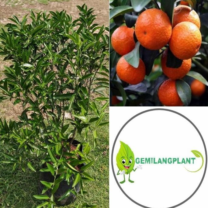 

Bibit Pohon Jeruk Santang Madu / Tanaman Buah Jeruk Santang FRESS