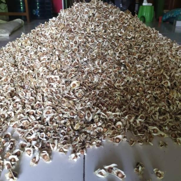 

Biji Kelor 1kg 1 Kg Kiloan