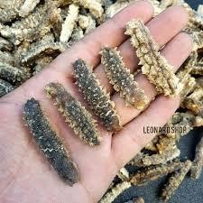 

Hoisom Teripang Tripang Duri Kualitas Super Tebal Dan Kenyal Kering Cocok Untuk Restoran Dan Rumahan - Makanan Khas Bisa Buat Obat Luka Dalam Dan Luar Serta Meningkatkan Stamina