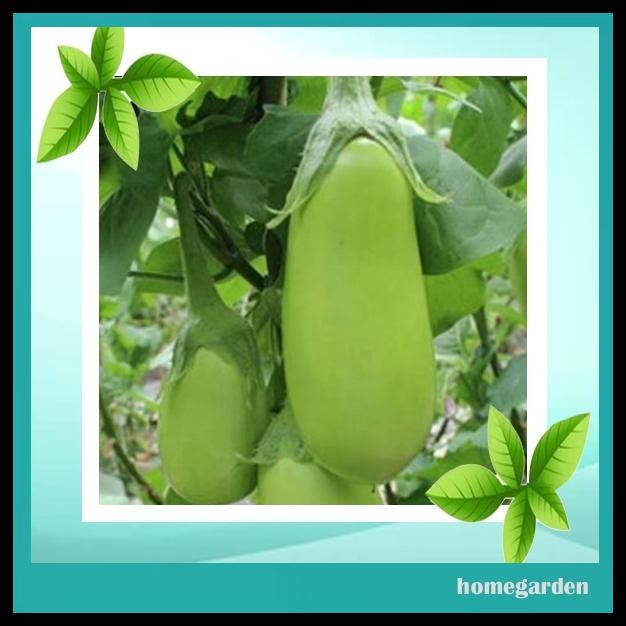 BENIH TERONG HIJAU JUMBO BIBIT TANAMAN SAYURAN BIBIT TERONG UNGGUL