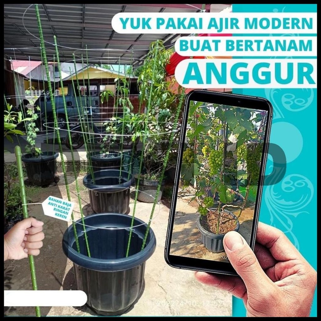 KAWAT LINGKARAN AJIR TABULAMPOT LINGKAR TAMBULAMPOT TANAMAN ANGGUR