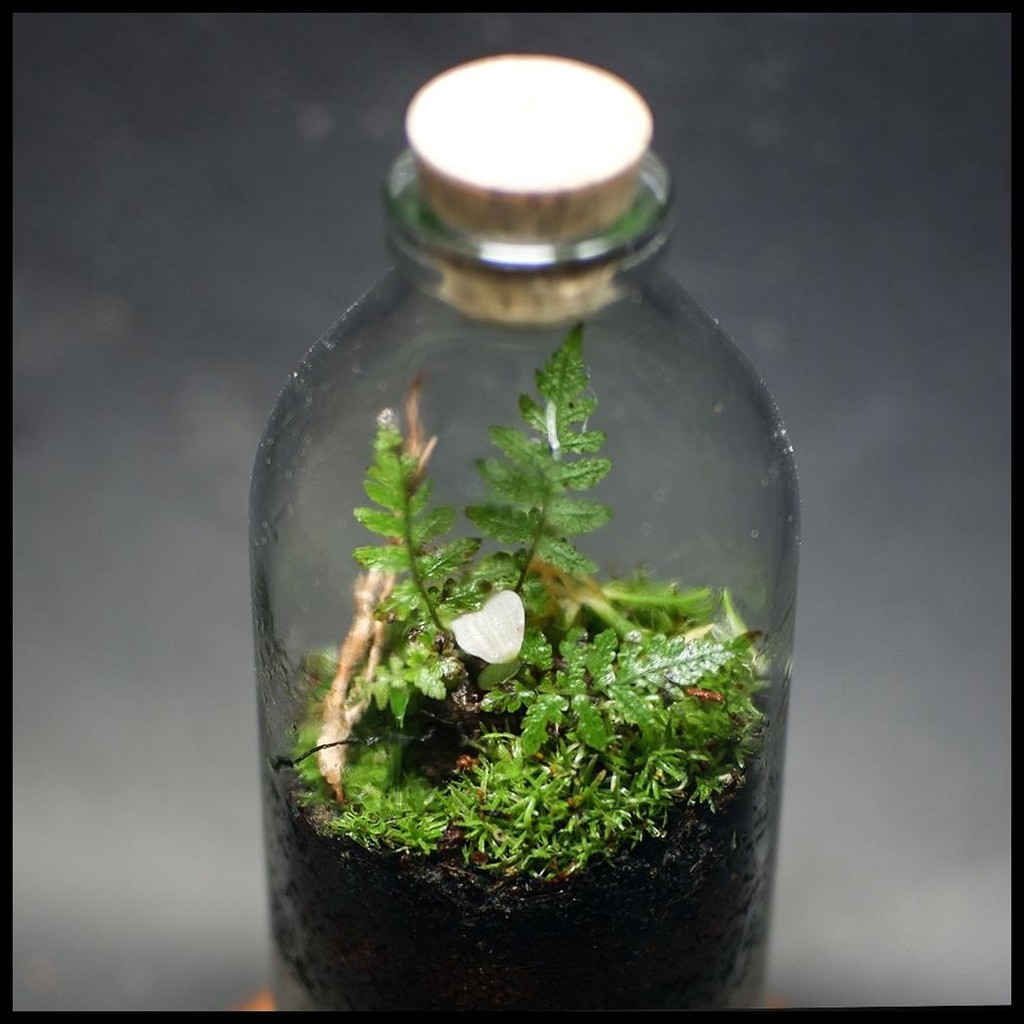 TERARIUM BOTOL KIT | TERRARIUM KIT BOTTLE 100 - 500 ML | HIASAN KAMAR AESTHETIC