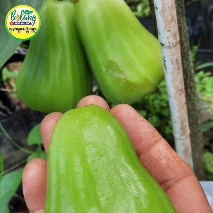 UNGGULAN bibit jambu green giant cangkok