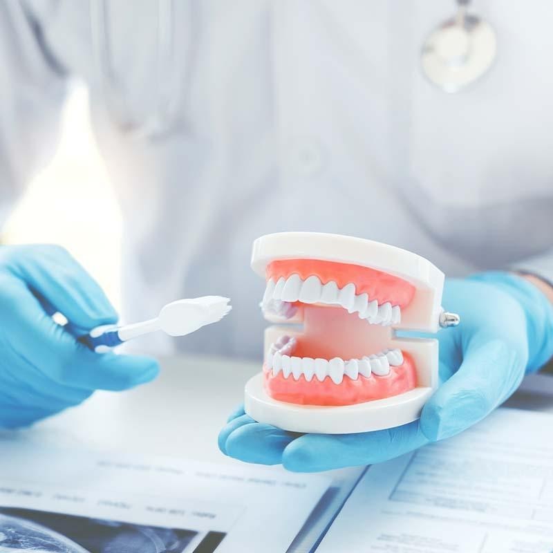 Model Gigi Edukasi Phantom Gigi Lepas Pasang Pvc Alat Peraga Gigi / Dental Model Study Gigi