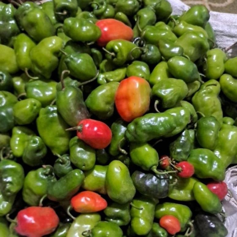 

Mewah Cabe Gendot Organik Dieng 1 Kg (Harga Promo,Rusak Kami Ganti !)