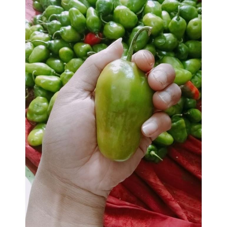 

Elegan 1000 Gr Cabe Gendot Bandung