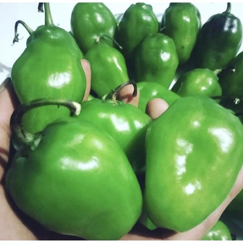 

Mudah Cabe Gendot Fresh Murah Bandung