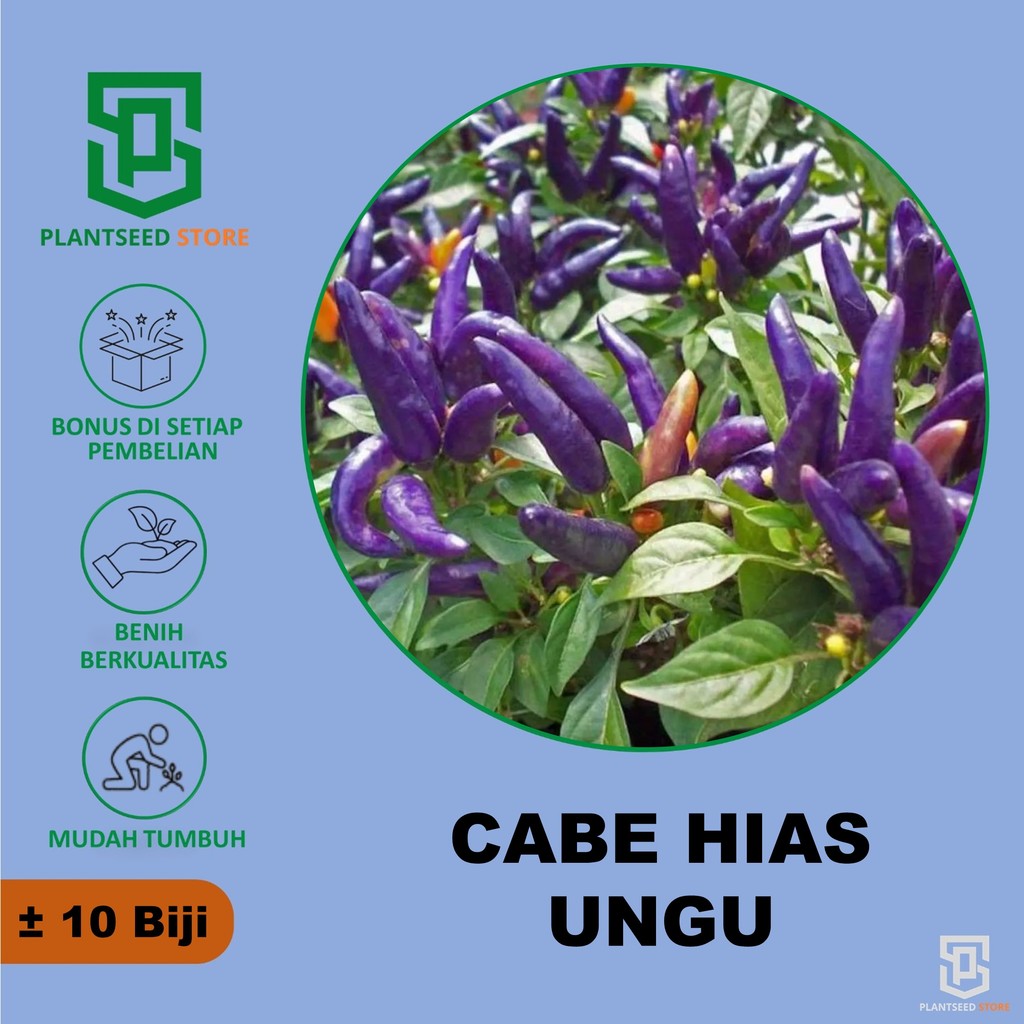 PlantSeed - 10 Benih Bibit Cabe Hias Ungu Purple Candle Light Tanaman Hias Cabai Unik