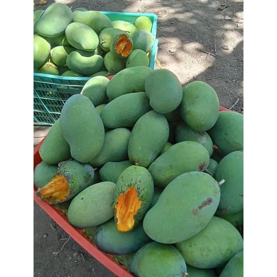 

Mudah Digunakan Mangga Gadung/Harummanis 1Kg Kondisi Tua Pohon Ketuaan 85%++ Bisa Diperam Dimatangkan