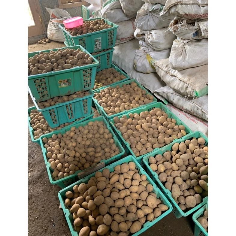 

Hemat Kentang Granola Dataran Tinggi Dieng Termurah Size Dn Harga Tertera Per 1Kg