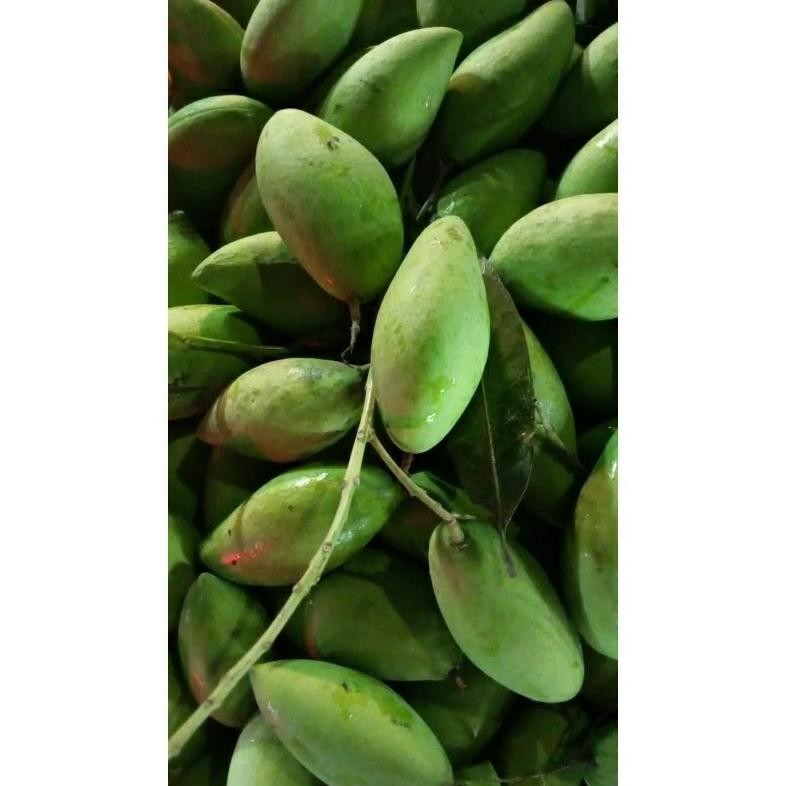 

Terbatas Mangga Muda 1 Kg/ Mangga Rujak/ Rujak/ Buah Mangga/Buah Segar