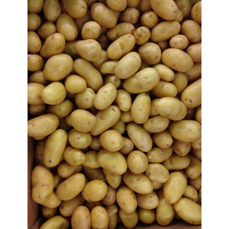 

Harga Terjangkau Kentang Dieng Ukuran Sedang 1Kg Murah Dan Berkualitas